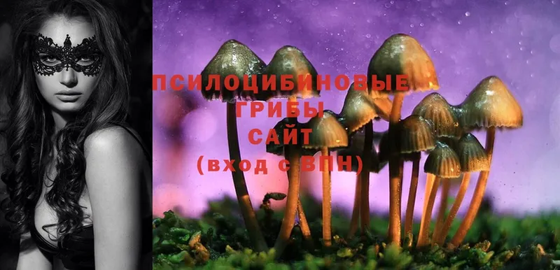 купить наркотик  Аргун  Псилоцибиновые грибы Psilocybine cubensis 